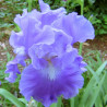 Flower picture of this Iris variety