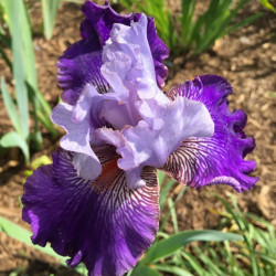 Flower picture of this Iris variety