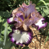 Flower picture of this Iris variety