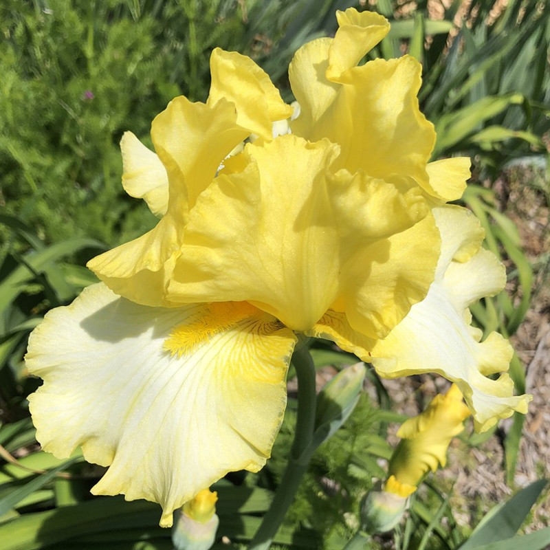 Flower picture of this Iris variety