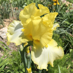 Flower picture of this Iris variety