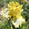 Flower picture of this Iris variety