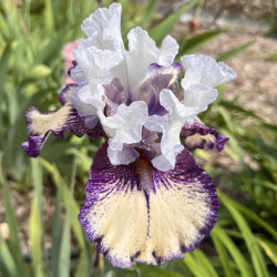 Flower picture of this Iris variety