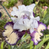 Flower picture of this Iris variety