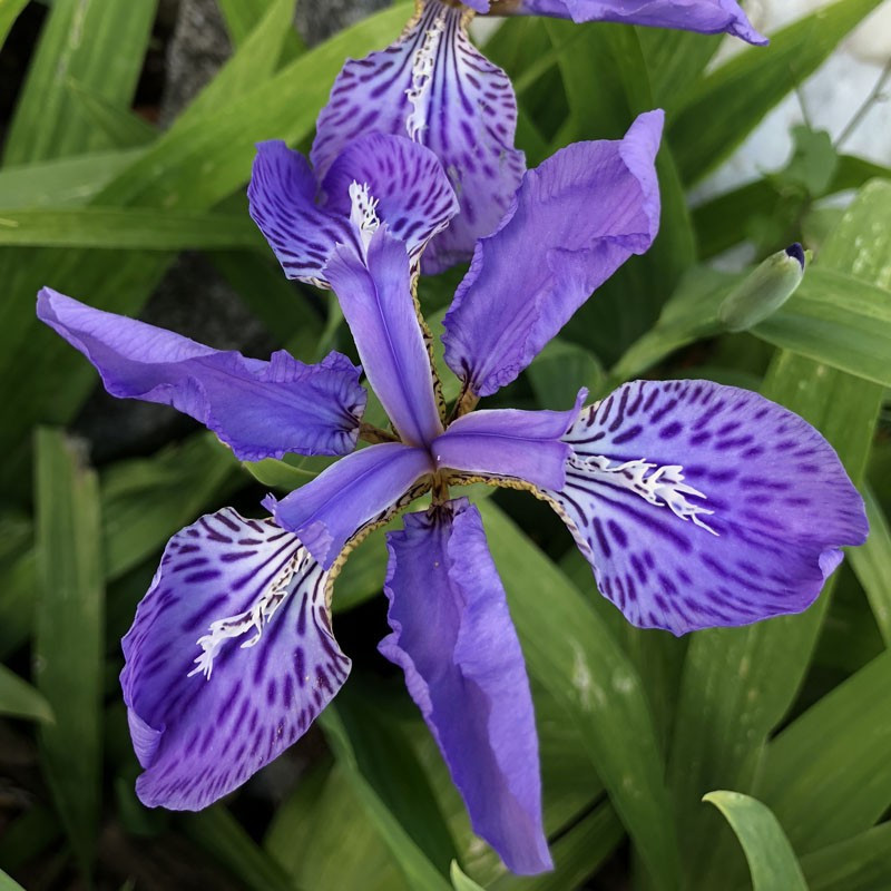 Flower picture of this Iris variety