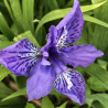 Flower picture of this Iris variety