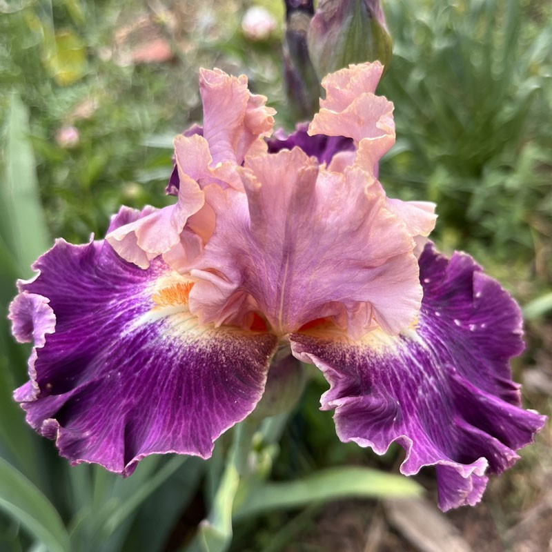 Flower picture of this Iris variety