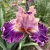 Flower picture of this Iris variety
