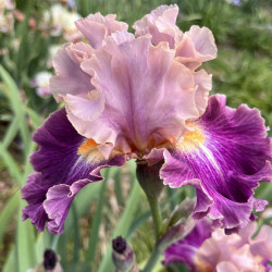 Flower picture of this Iris variety