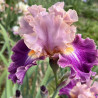 Flower picture of this Iris variety