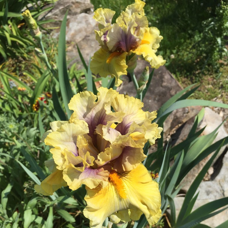 TB Iris Secret Rites