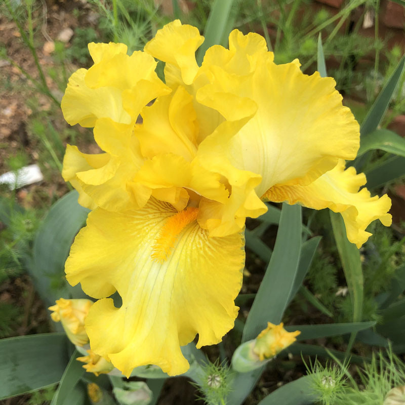Picture of the flower of this Iris variety Picture of the flower of this Iris variety
