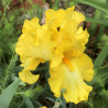 Picture of the flower of this Iris variety