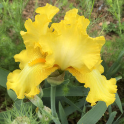 Picture of the flower of this Iris variety