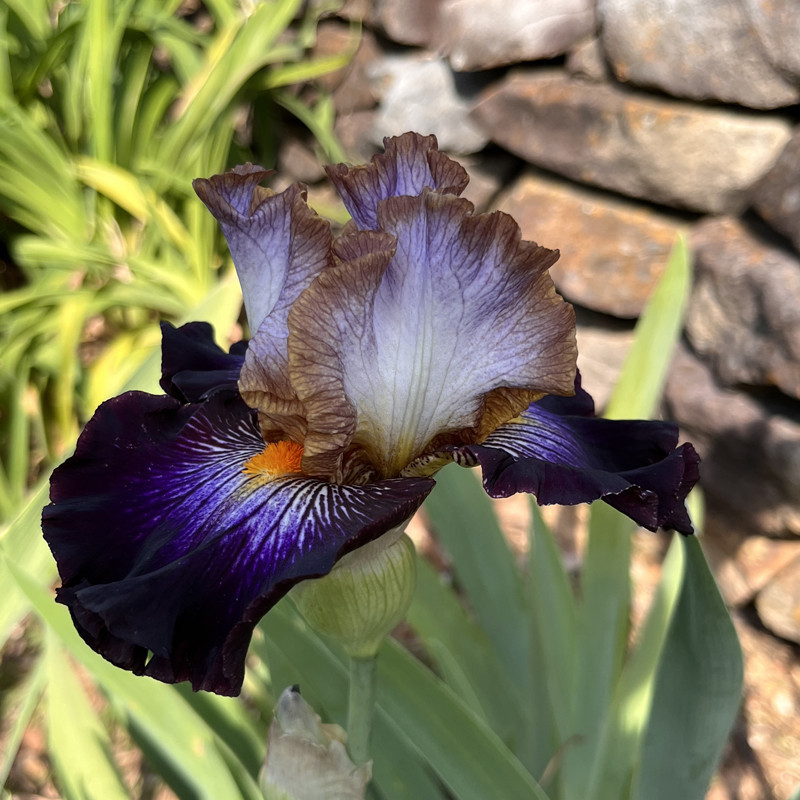 Flower picture of this Iris variety Flower picture of this Iris variety