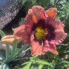 picture of this flower in cool temperatures