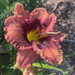 Daylily In Memory of Wayne