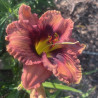 Daylily In Memory of Wayne