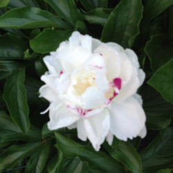 Picture of Peony Festiva Maxima Flower