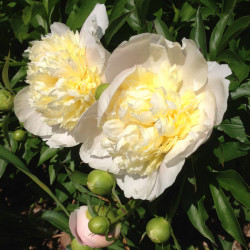 Picture of Peony Prime Vere Flowers