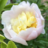 Picture of Peony Prime Vere Flower