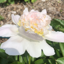 Picture of Peony Top Brass Flower