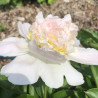 Picture of Peony Top Brass Flower