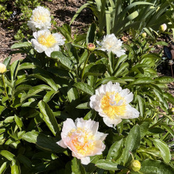 Picture of Peony Top Brass Mature Clump
