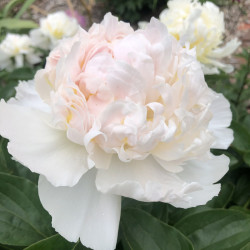 Picture of Peony Top Brass Flower when fully opened