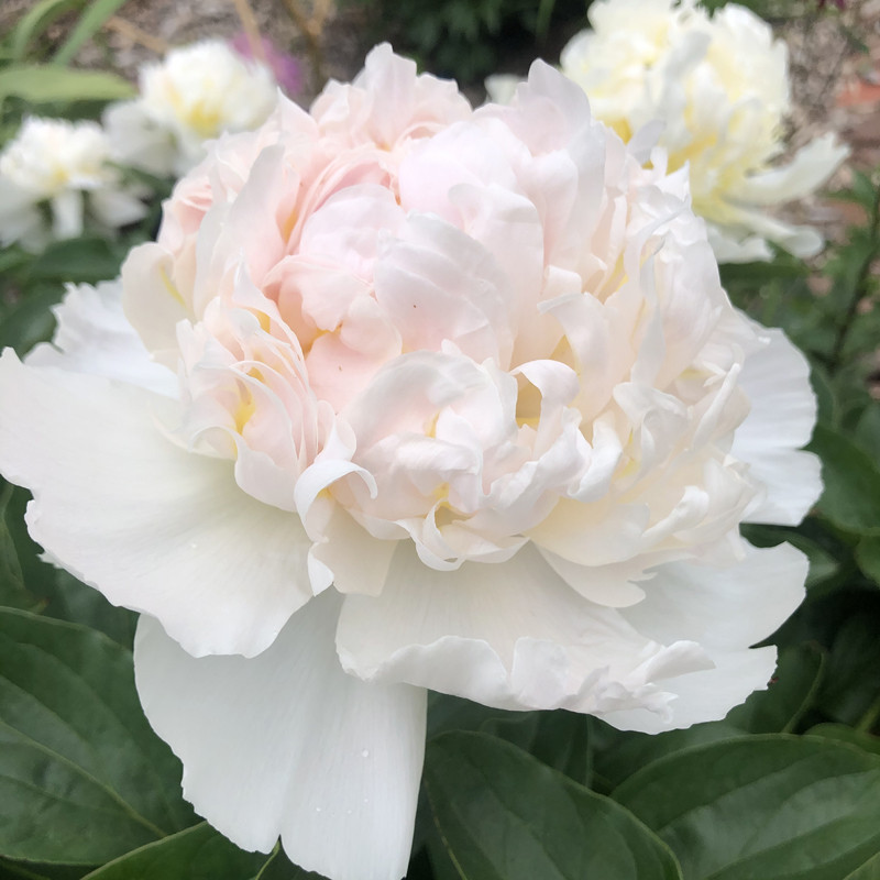 Picture of Peony Top Brass Flower when fully opened