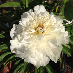 Picture of peony Immaculee fully opened