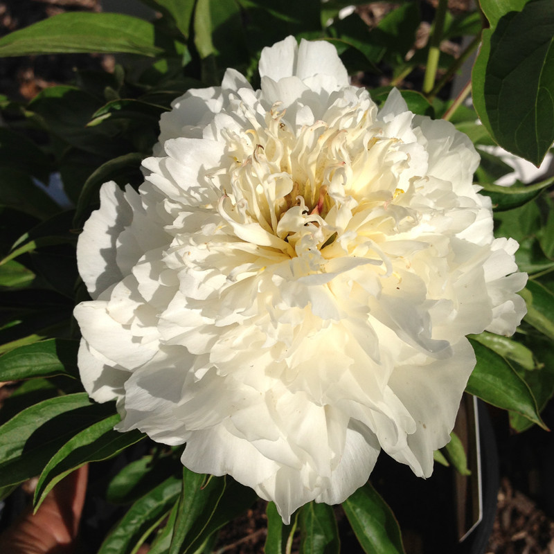 Picture of peony Immaculee fully opened