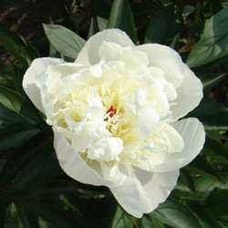 Picture of Peony Immaculee first opening
