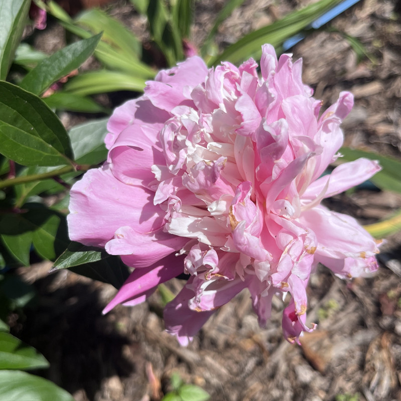 Peony Raspberry Sundae