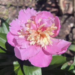 Picture of Peony Raspberry Sundae Flower