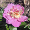 Picture of Peony Raspberry Sundae Flower