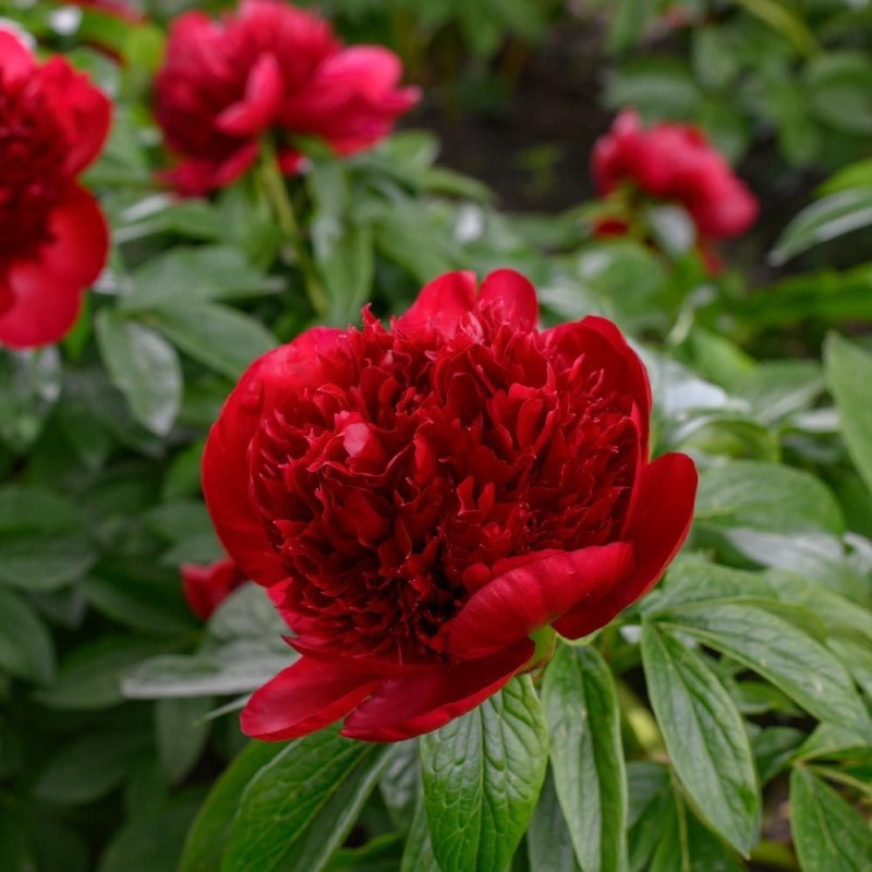 Peony Red Charm Flower