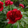 Peony Red Charm Flower
