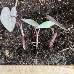 Colocasia - Miniature Black Elephant Ear