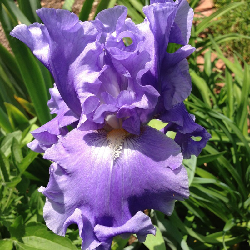 Flower picture of this Iris variety