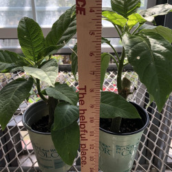 Picture of sample plants