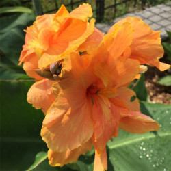 picture of Canna Tropical Sunrise Flower