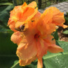 picture of Canna Tropical Sunrise Flower