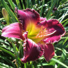 Picture of this variety daylily flowers