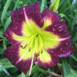 Picture of this variety daylily flowers