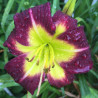 Picture of this variety daylily flowers