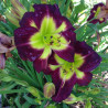 Picture of this variety daylily flowers