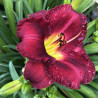 Picture of this variety daylily flowers