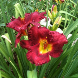 Picture of this variety daylily flowers