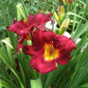 Picture of this variety daylily flowers
